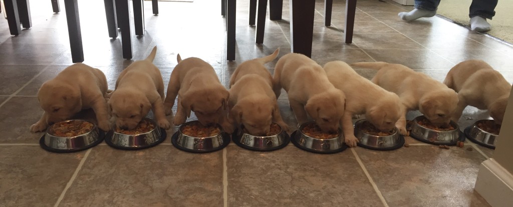 puppies at dish