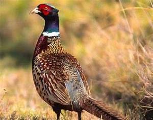Pheasant hunting at Vernon National