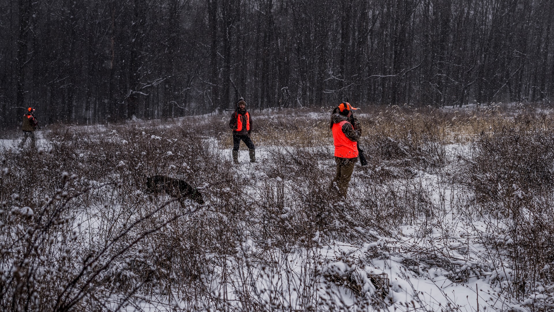 Managed upland hunting habitat at Vernon National