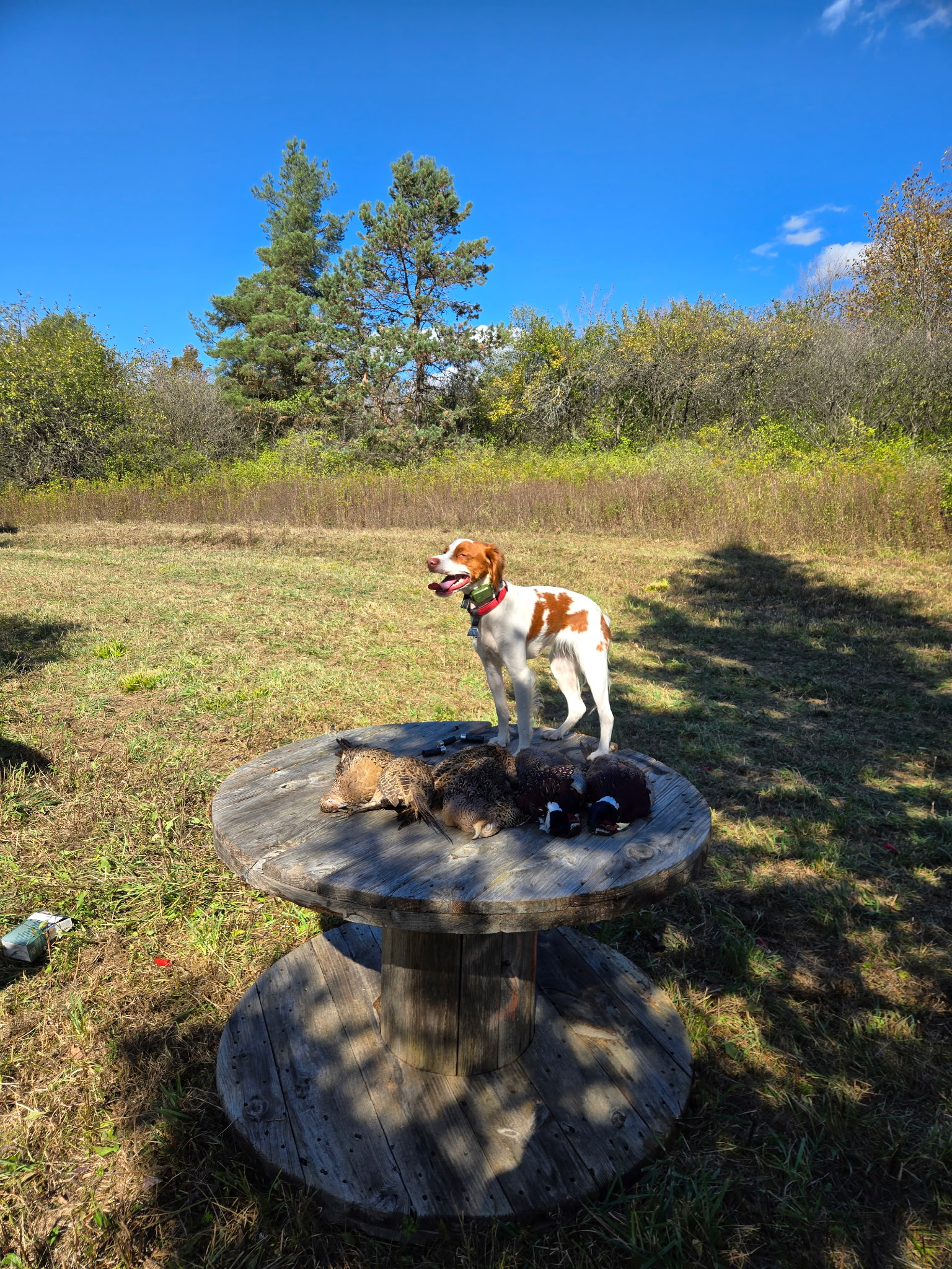Bird dog and retrieved pheasants at Vernon National Shooting Preserve